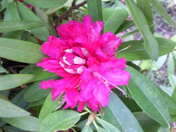 Flor Rododendro