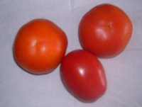 l tomate